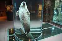 アザラシのトンネルくぐり