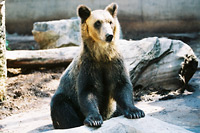 ヒグマの赤ちゃん誕生