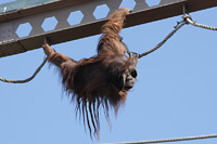 体育館でのテント講習