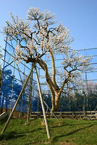 北限の「梅の木」（旭川市指定文化財）