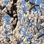 北限の梅の木（旭川市指定文化財）