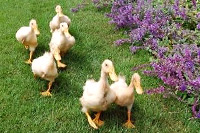 庭にはアヒルの姿も