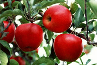 リンゴはハックナイン