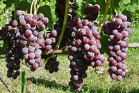 ぶどうもあるよ