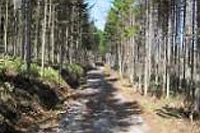 路傍橋を渡って林道散策