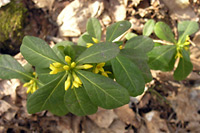 山頂近くのフッキソウ