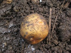 IMG_2970.JPGのサムネール画像