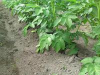 SN3O0458.JPGのサムネール画像