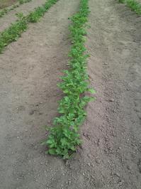 SN3O0459.JPGのサムネール画像