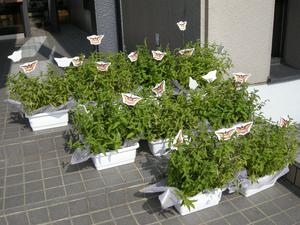 DSCN2370.JPGのサムネール画像