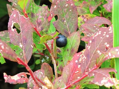 9_18_19sandanyama (161).JPG