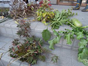 DSCN3094.JPGのサムネール画像