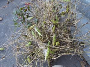 DSCN3095.JPGのサムネール画像