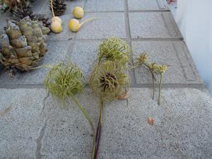 DSCN3097.JPGのサムネール画像