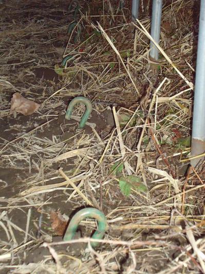 DSC00464.JPGのサムネール画像