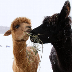 アルパカ1