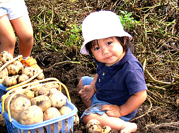 じゃがいも収穫体験4